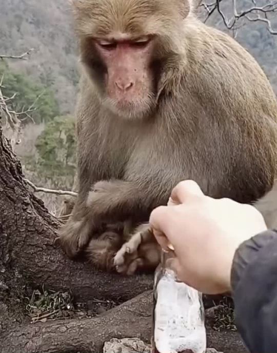 不知道猴子喝醉以后是什么样子的
