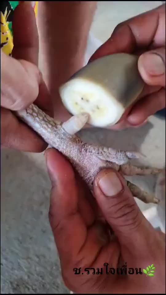 除掉鸡脚蹬很简单的土方法