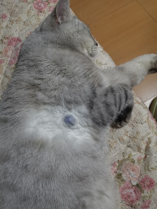 请教一下大家我家猫咪身上这个是脂肪瘤吗它怕生怕出门去医院我先问问