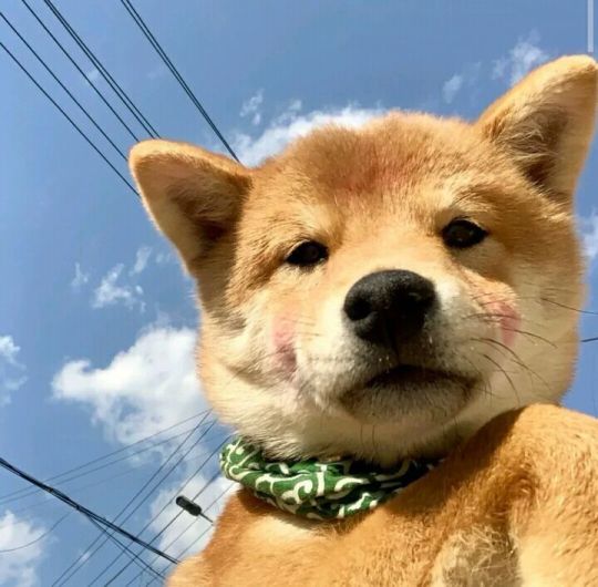 来点显得高冷的头像吧家人们