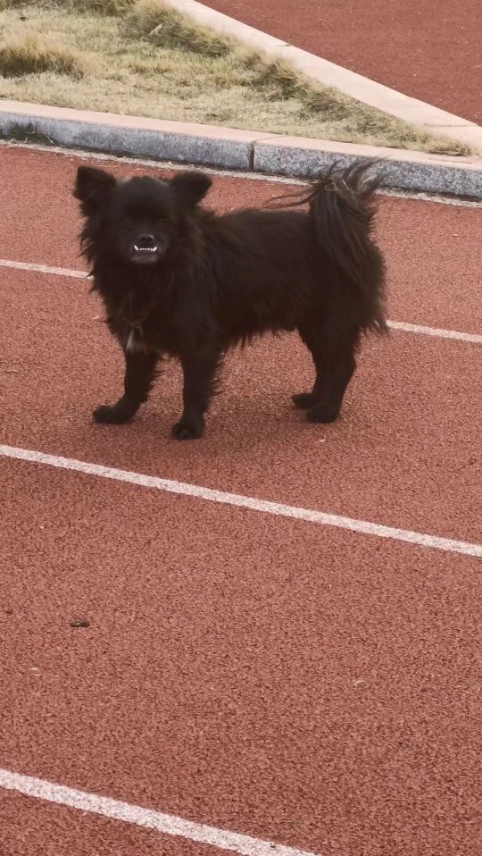 这个狗狗为什么有两个头呢