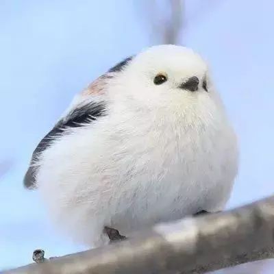 世界上最萌的鸟小肥啾