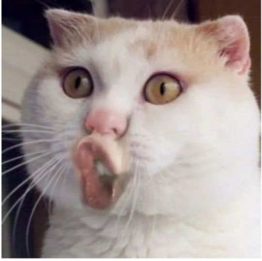 游戏结束后我举报了一手元歌歪嘴