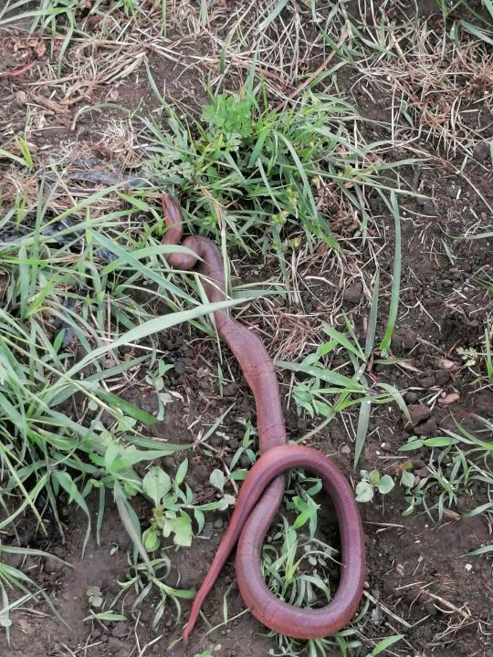 呼叫汉龙蛇业这是什么蛇坐标云南保山能不能吃