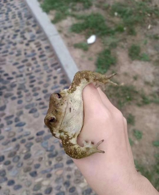 钓鱼吧的老哥为了不空军抓了三只青蛙回家空军不丢人