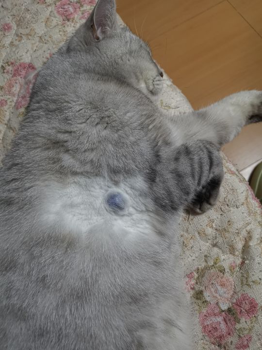 猫脂肪瘤症状图片图片