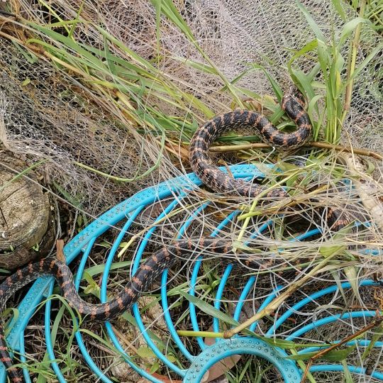 呼叫汉龙蛇业这个是傻蛇啊被网缠住了扁头我不敢上手旁边还有一条不一