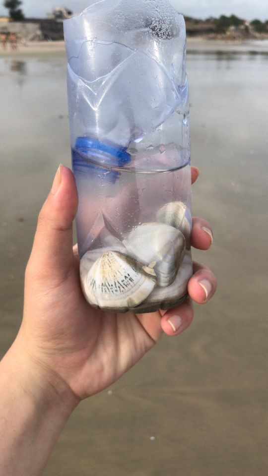 201集大齐赶海沙滩上发现母螃蟹产籽一粒粒全是小宝宝还有大蛏王