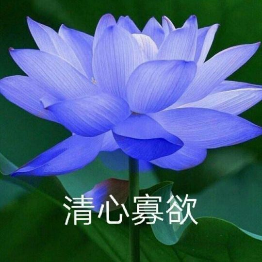 有没有一看就特别清心寡欲的头像