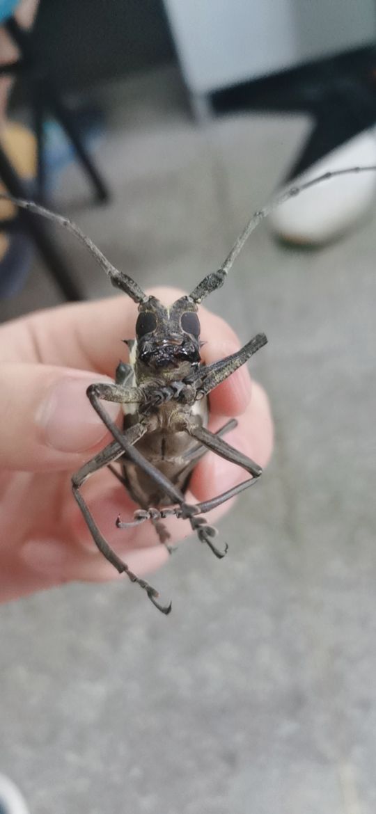 陪了我十年的老水牛现在由于一些原因不能再养了有没有要养的柚子啊