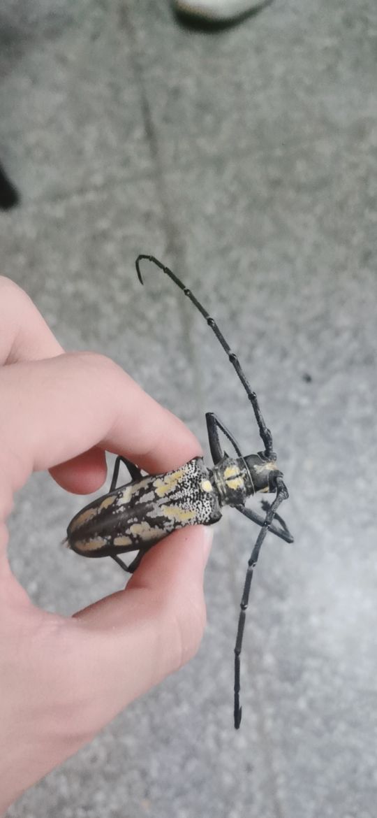 陪了我十年的老水牛现在由于一些原因不能再养了有没有要养的柚子啊