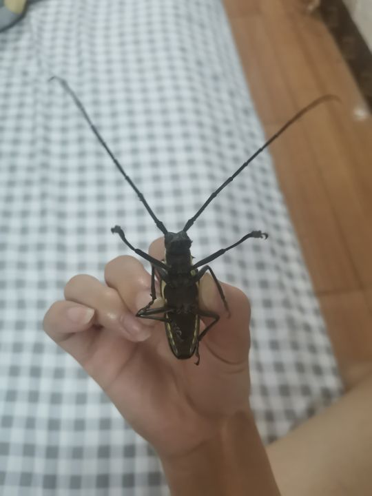 陪了我十年的老水牛现在由于一些原因不能再养了有没有要养的柚子啊