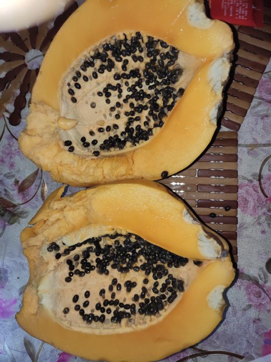 啊等了几天木瓜熟透烂树上了