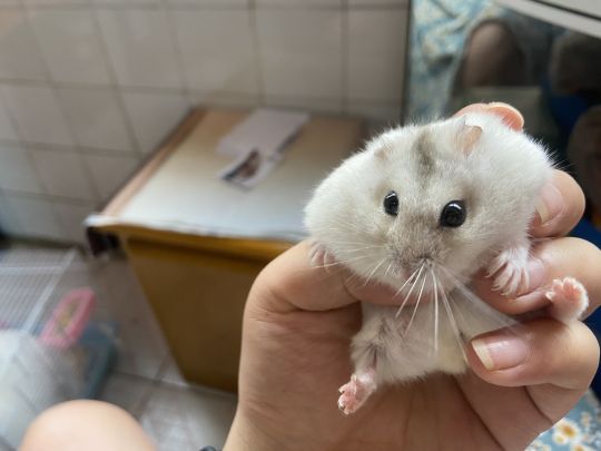 问一下肘子们我的仓鼠正常吗眼睛各方面的它是不是眼睛太突出了