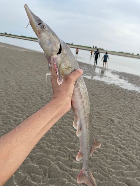 这是什么鱼有没有懂的新疆塔里木河里无意捕获的