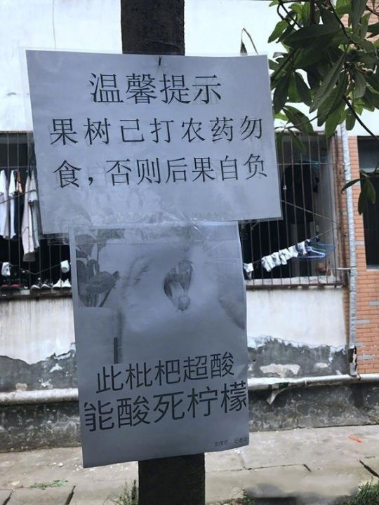 为防学生偷摘果子,学生会在校园内的果树上张贴出这样的标语,哈… - 