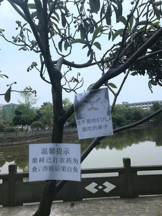 为防学生偷摘果子,学生会在校园内的果树上张贴出这样的标语,哈