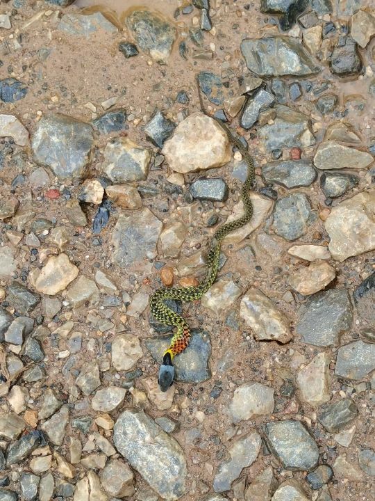 汉龙汉龙这是什么蛇呀