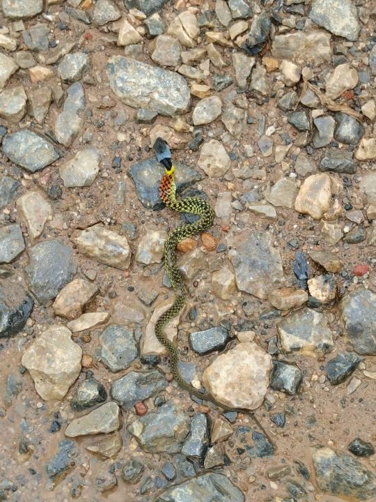 汉龙汉龙这是什么蛇呀