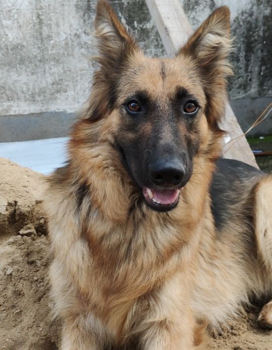 一位外国网友记录下了自家德牧耳朵慢慢立起来的过程两只小耳朵实在是