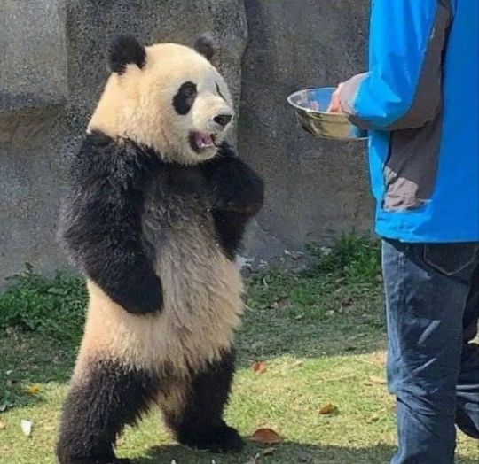 夺笋呐山上的笋都被你夺完了给大熊猫留点口粮吧