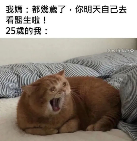 来点猫咪梗啊啊啊啊啊啊好可爱