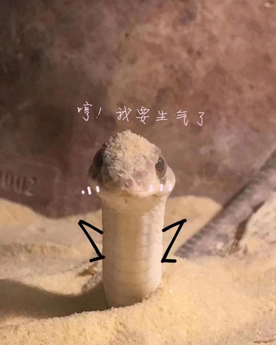 万能的右友泥们有没有这种蛇蛇的表情包