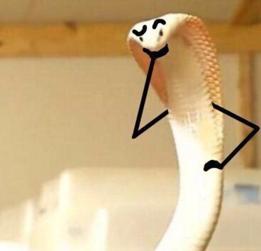 麻蛇表情包图片